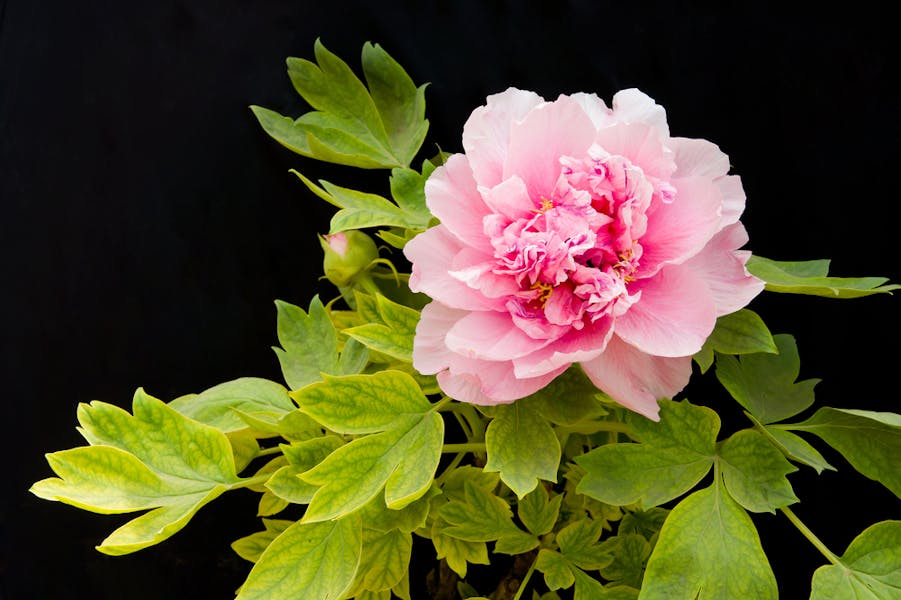 Le peonie: il fiore simbolo della primavera