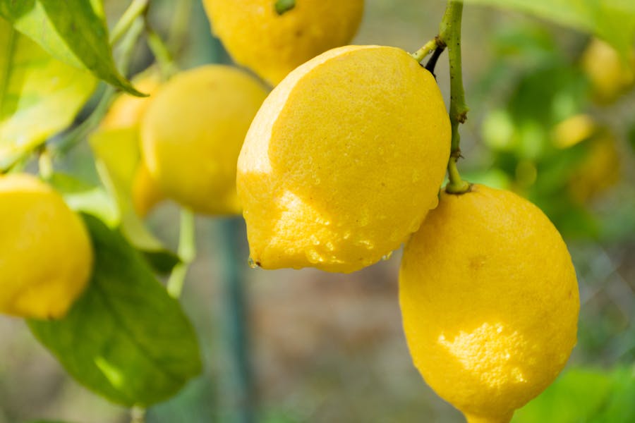 Pianta di limone, è vero che può crescere anche in appartamento?