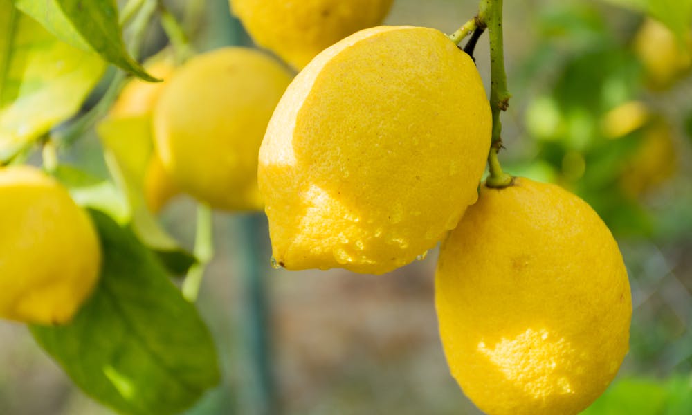 Pianta di limone, è vero che può crescere anche in appartamento?