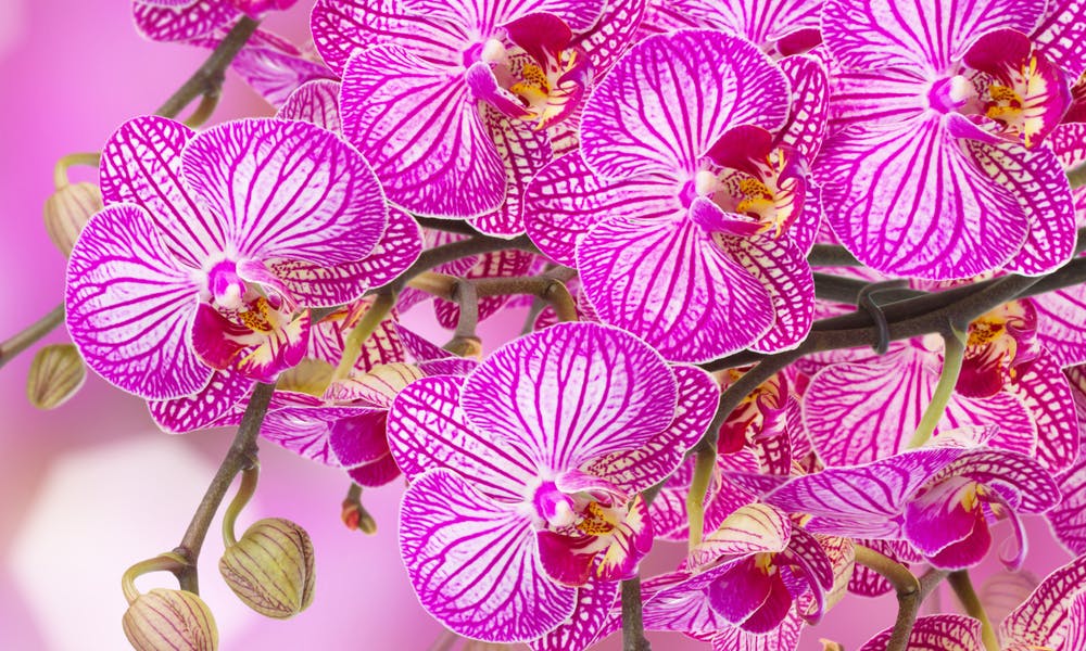 Orchidea Phalenopsis