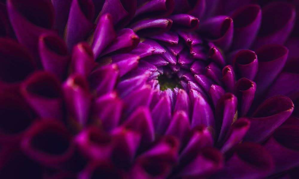 Dalia, il fiore del profondo rispetto!