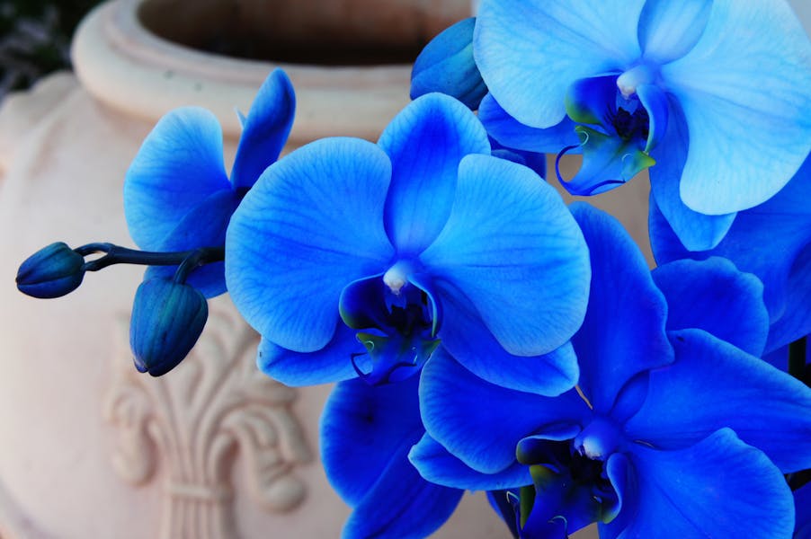 ORCHIDEA BLU