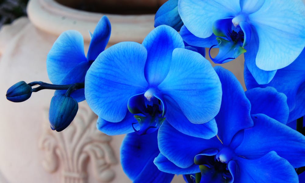ORCHIDEA BLU