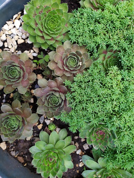 Benessere con le piante succulente!