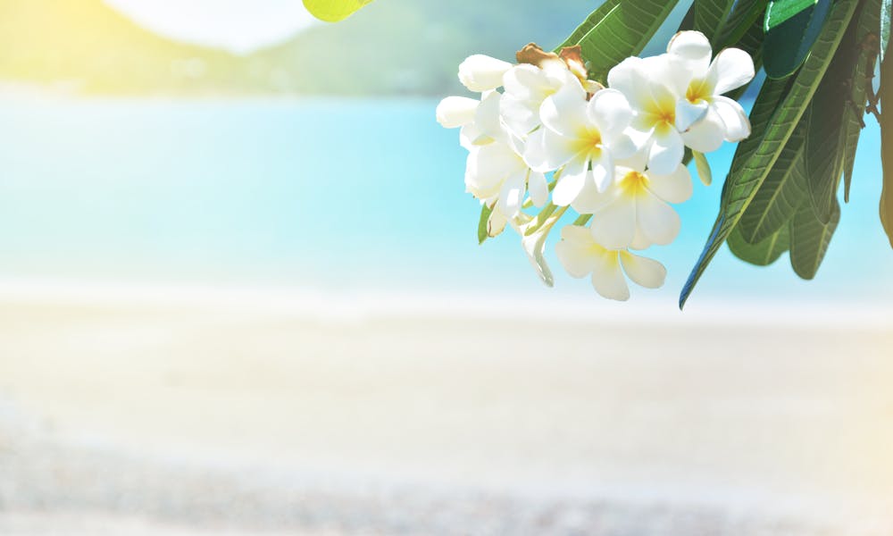 QUALI SONO I FIORI DI BACH?