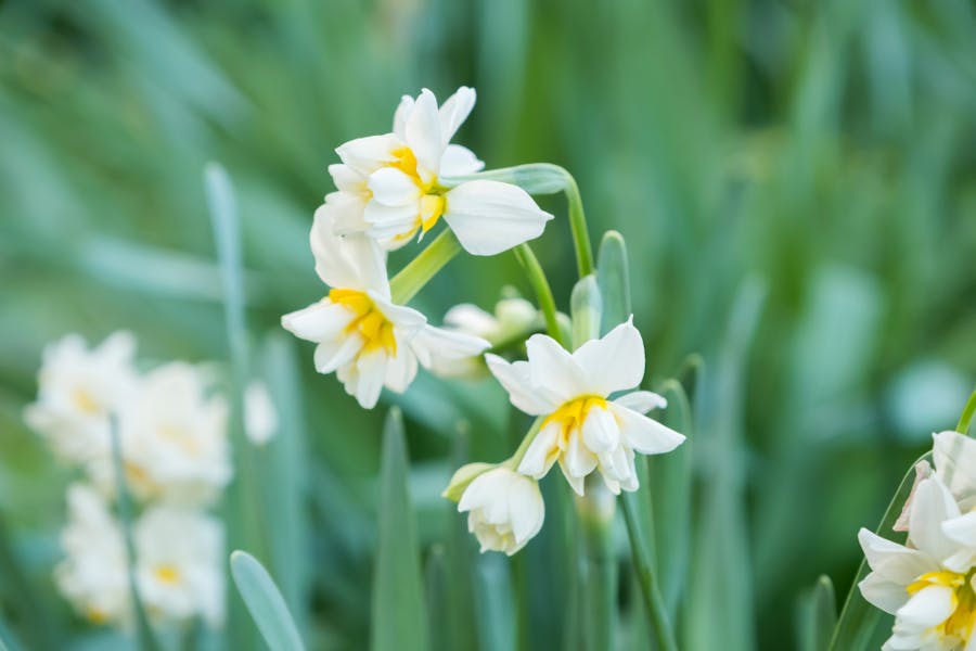 Il narciso: caratteristiche del fiore e il mito di Ovidio