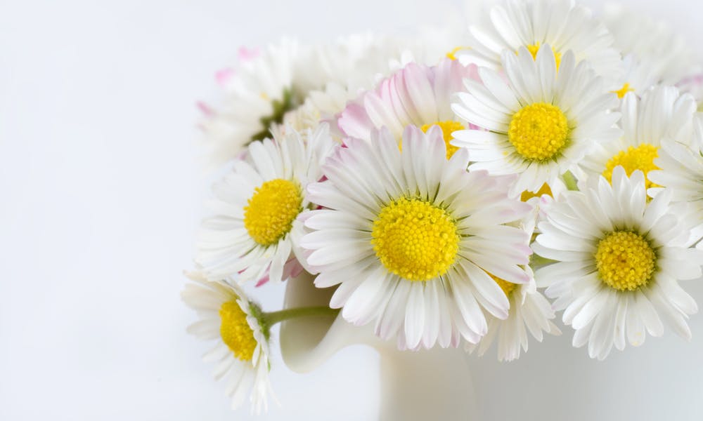 Il significato della margherita nel linguaggio dei fiori