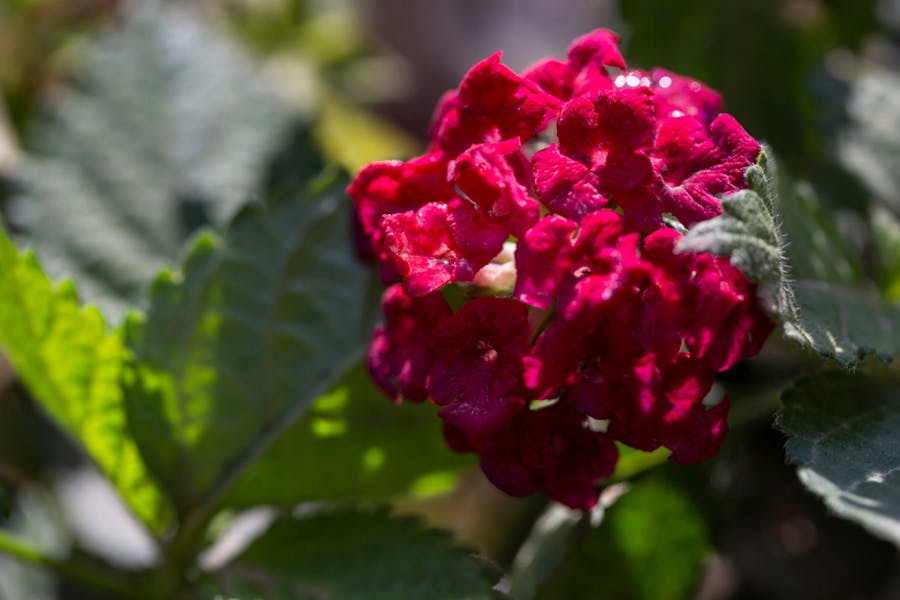 La lantana: il fiore che cambia colore