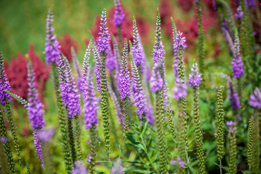 Veronica: uno splendido fiore dai toni viola