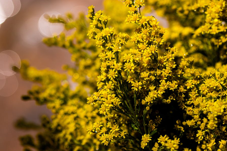 Il solidago: il fiore elegante per ornare la propria casa e ottimo per la salute