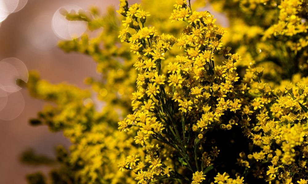 Il solidago: il fiore elegante per ornare la propria casa e ottimo per la salute