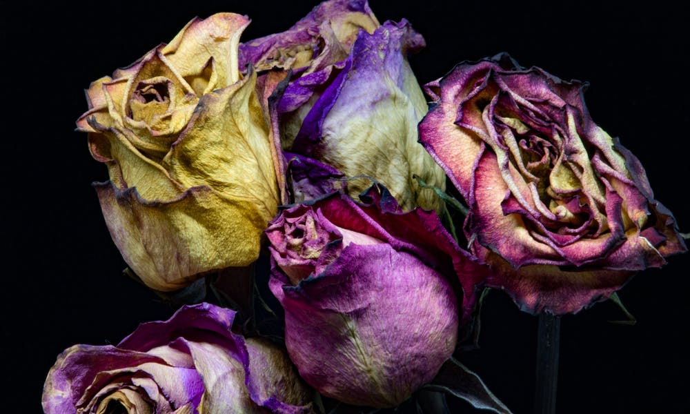 Come essiccare i fiori