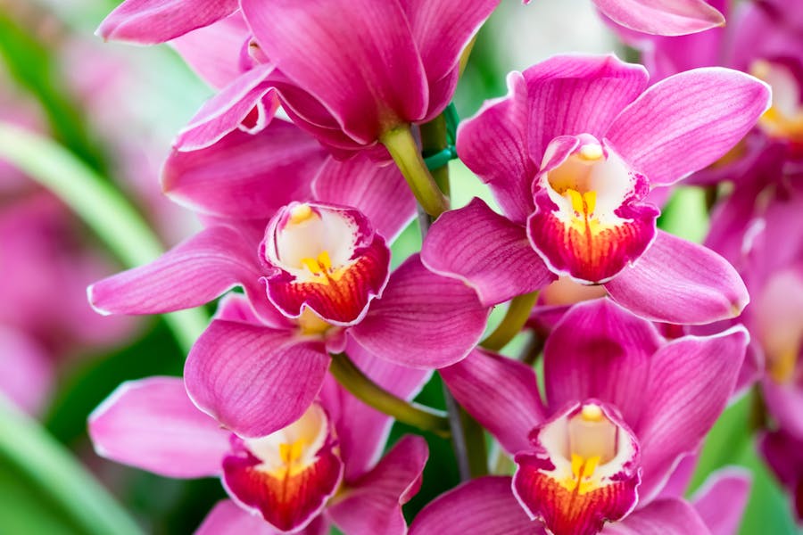 ORCHIDEA, PREZZO E CARATTERISTICHE