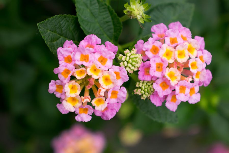 Lantana camara: a weed that becomes ornamental