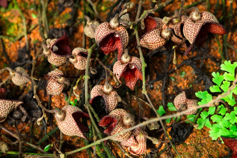 L’aristolochia: la pianta carnivora dai bellissimi fiori