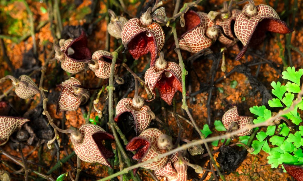 L’aristolochia: la pianta carnivora dai bellissimi fiori