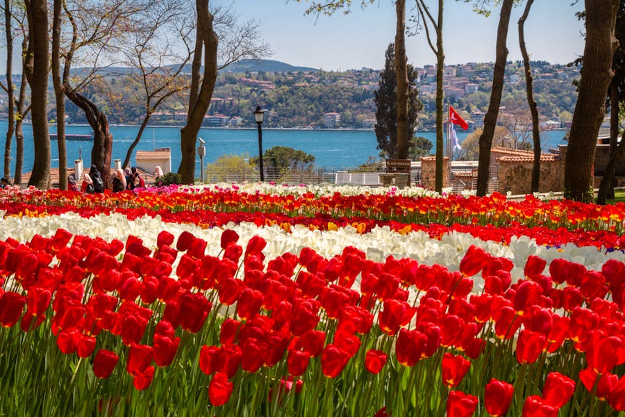 Perché i tulipani sono il simbolo dell’Olanda