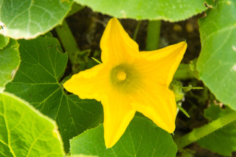 I FIORI DI ZUCCA