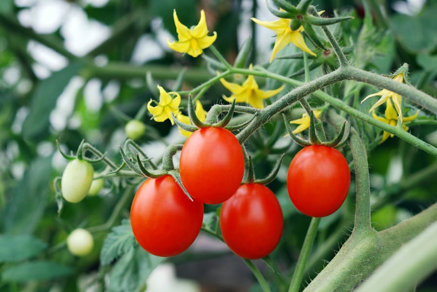 PIANTA DAI FIORI A GRAPPOLI, COME SI CHIAMA?