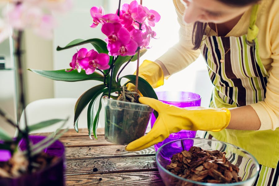 COME CURARE L’ORCHIDEA QUANDO CADONO I FIORI?