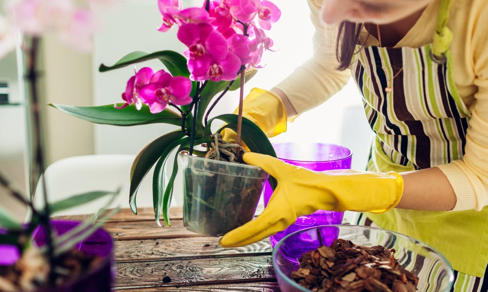 COME CURARE L’ORCHIDEA QUANDO CADONO I FIORI?