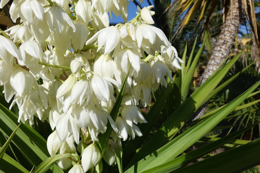 La Yucca – in giardino o appartamento