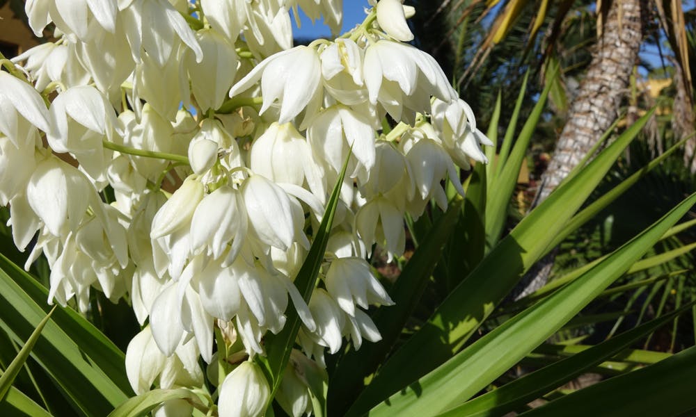 La Yucca – in giardino o appartamento