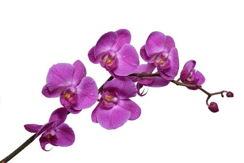 orchidea viola su sfondo bianco