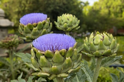 Fiori di carciofo in fiore