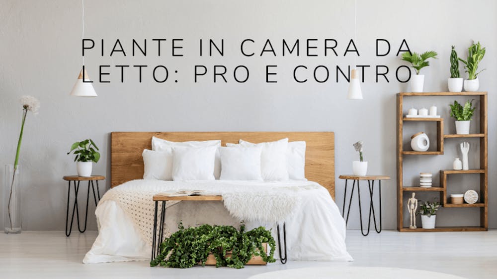 Piante in camera da letto: Pro e Contro