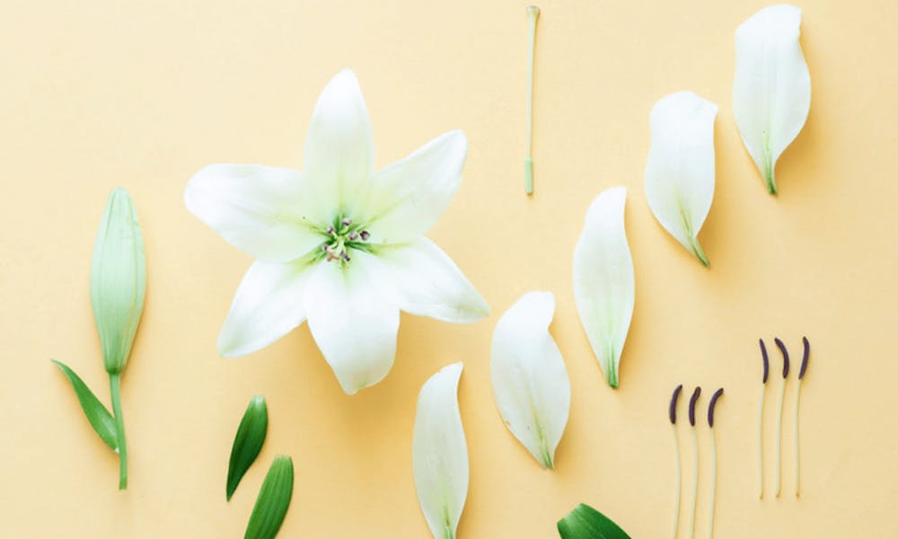 Come identificare le parti principali di un fiore