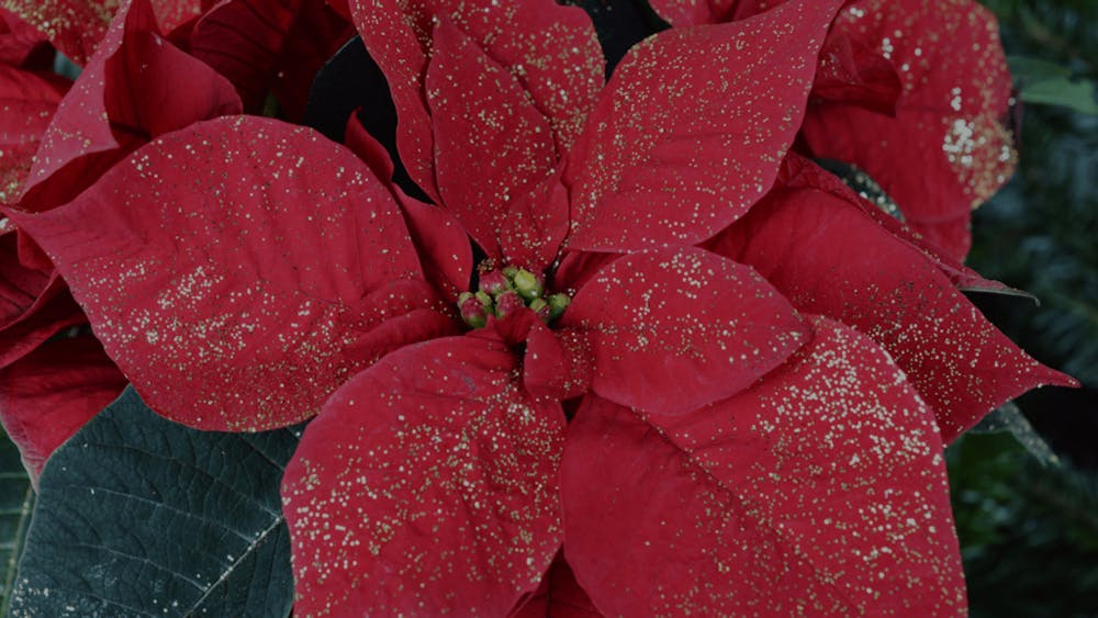 Poinsettia: il fiore del Natale