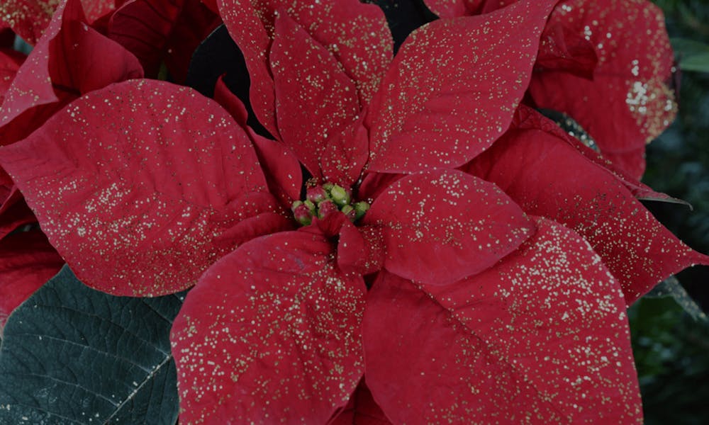 Poinsettia: il fiore del Natale