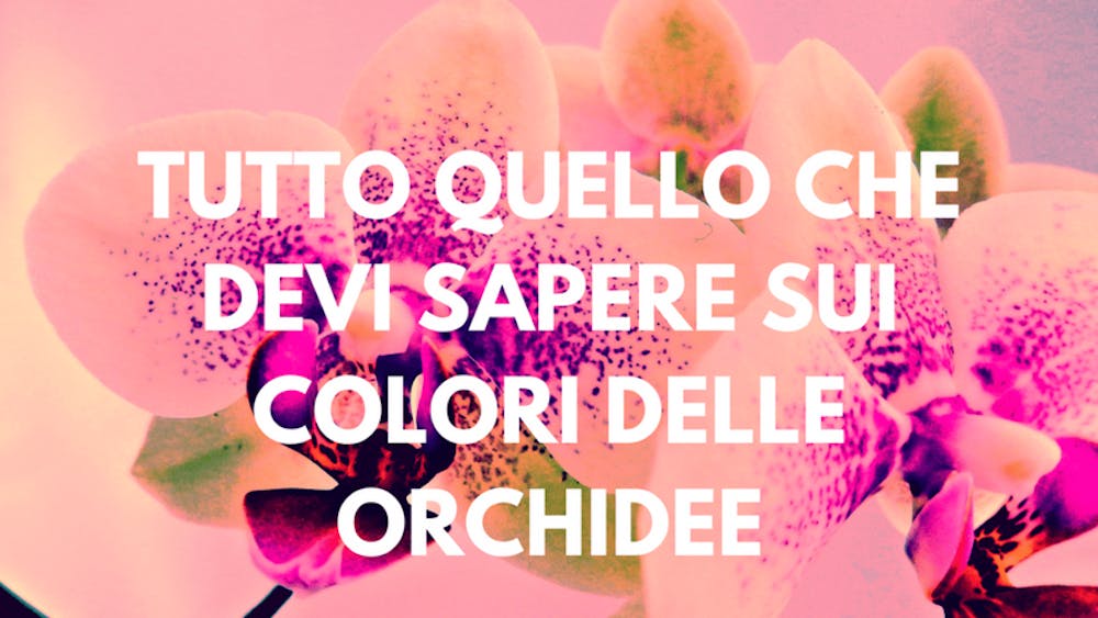 Tutto quello che devi sapere sui Colori delle Orchidee