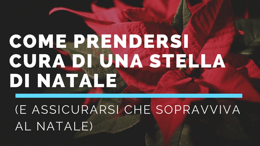 Come prendersi cura di una Stella di Natale (e assicurarsi che sopravviva al Natale)