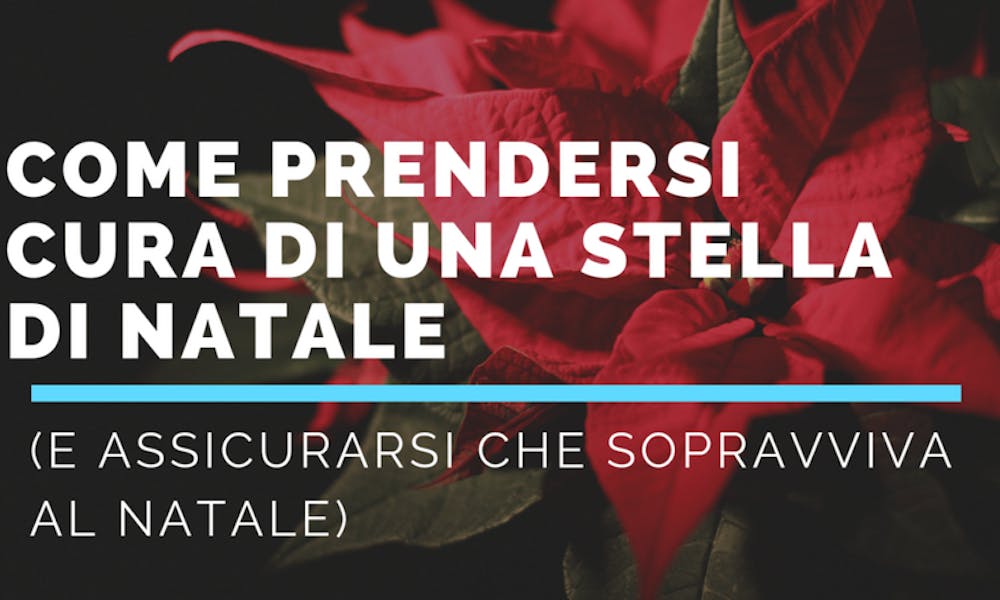 Come prendersi cura di una Stella di Natale (e assicurarsi che sopravviva al Natale)