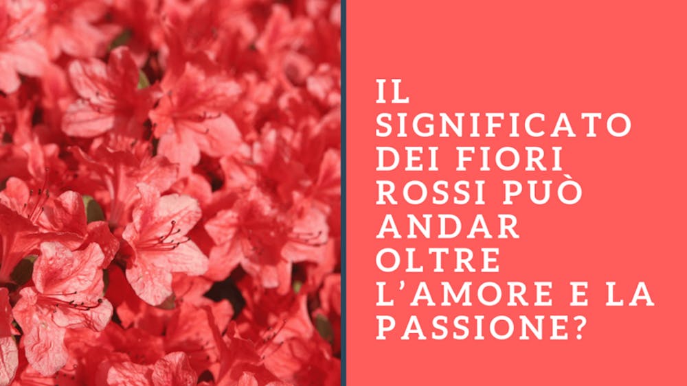 Il significato dei fiori rossi può andar oltre l’amore e la passione?