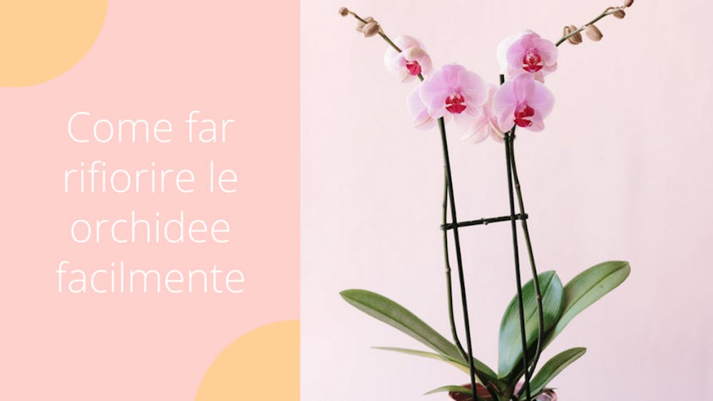 Come far rifiorire le orchidee facilmente