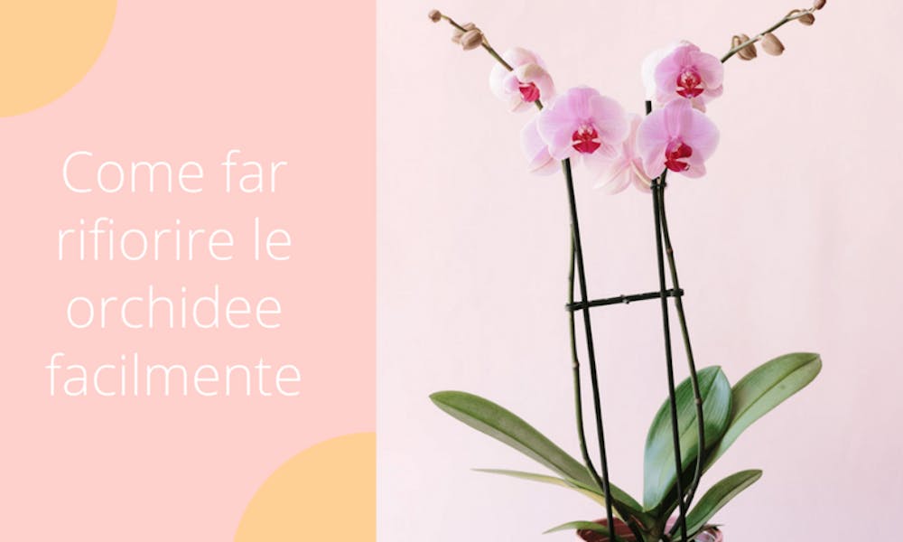 Come far rifiorire le orchidee facilmente