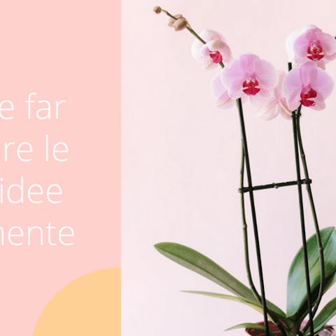 Come far rifiorire le orchidee facilmente