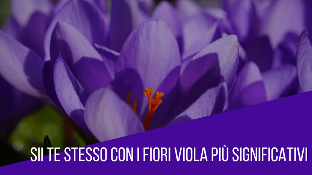 Sii te stesso con i fiori viola più significativi