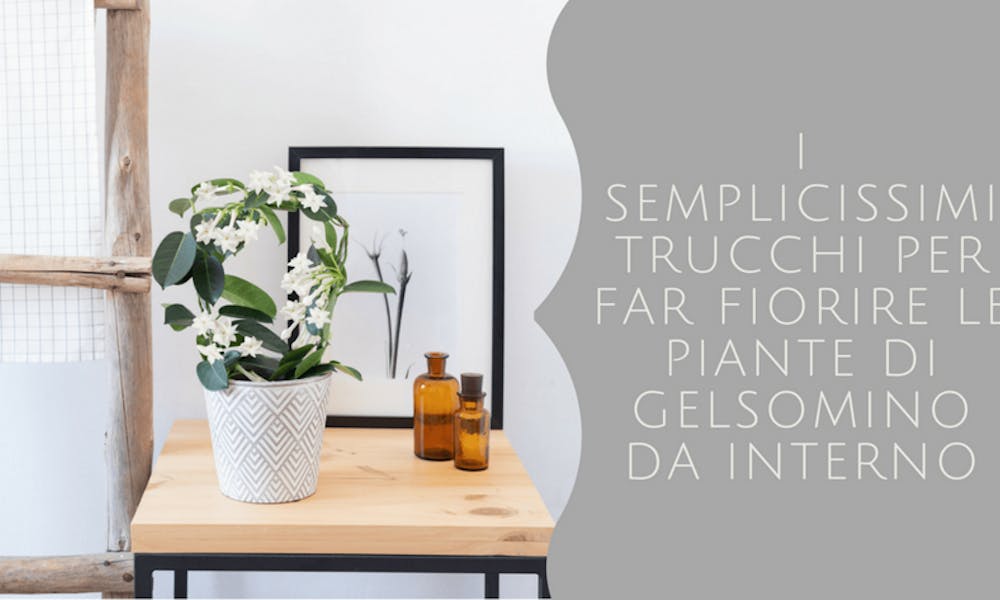 I semplicissimi trucchi per far fiorire le piante di gelsomino da interno