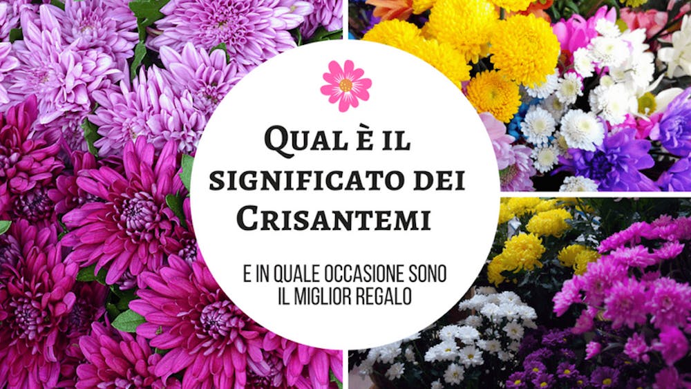 Qual è il significato dei Crisantemi e in quale occasione sono il miglior regalo