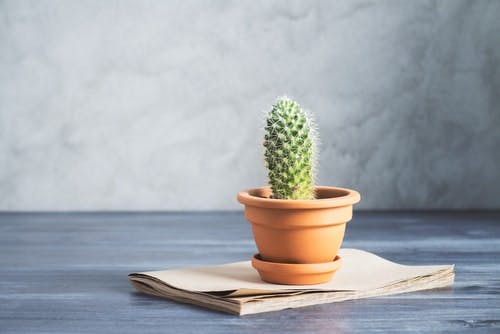 Piccoli cactus da tavolo