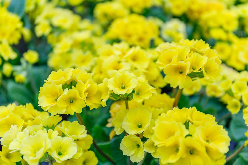 fiori che sbocciano a Primavera primule