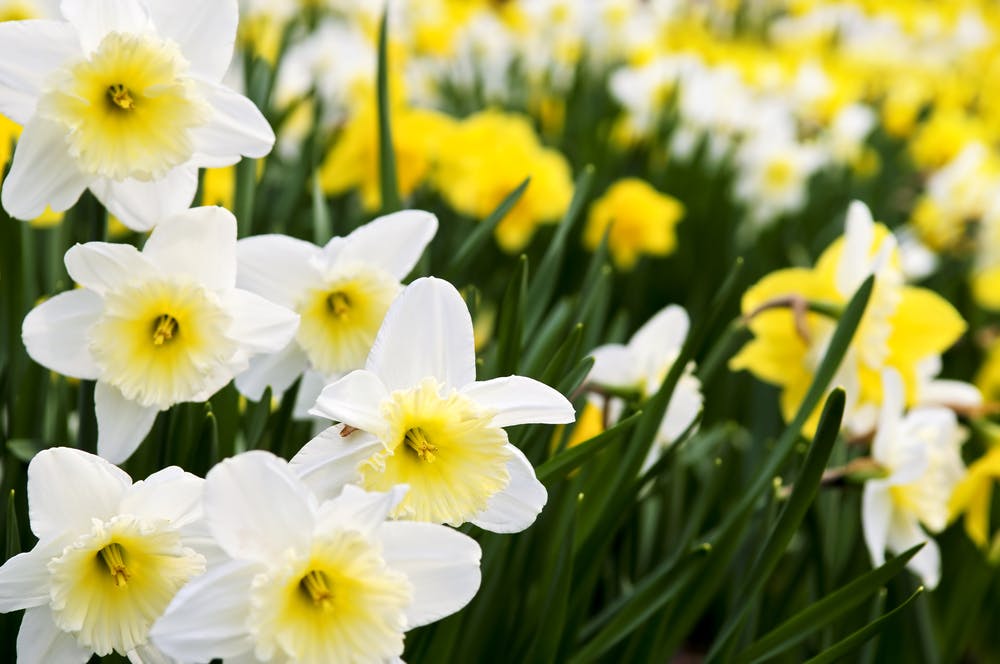 fiori che sbocciano a Primavera narcisi