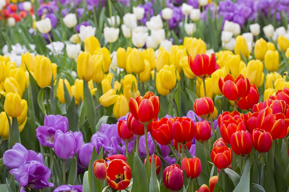 fiori che sbocciano a Primavera tulipani