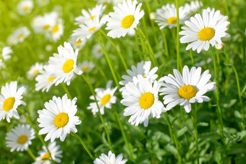 fiori che sbocciano a Primavera margherite