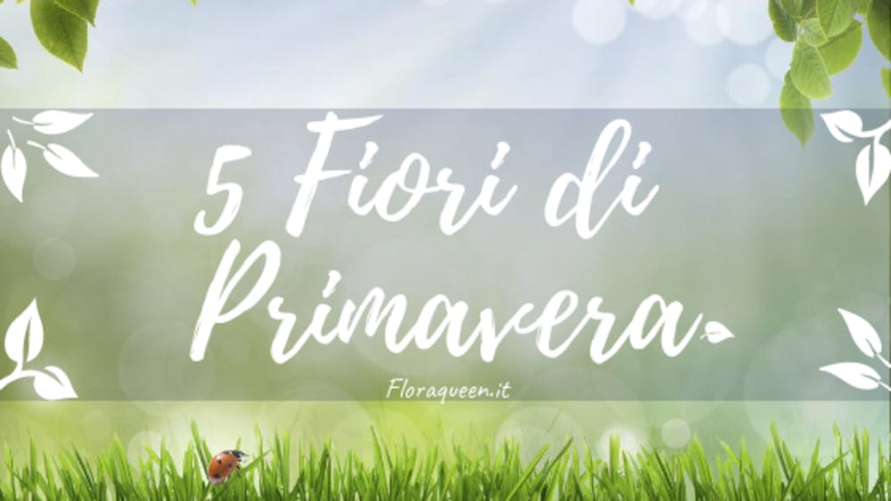 5 fiori che sbocciano a Primavera!