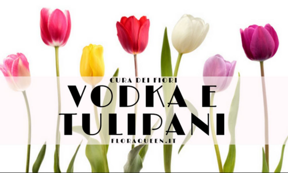 Come far durare più a lungo i tulipani “ubriacandoli” di Vodka!